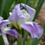 Iris pumila Gemstar